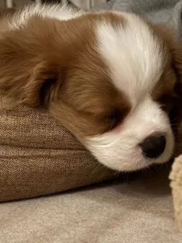 N.H 様のお迎えした子犬