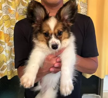 ILLBEアルビー 様のお迎えした子犬
