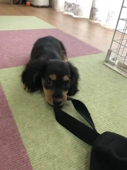 P&N 様のお迎えした子犬