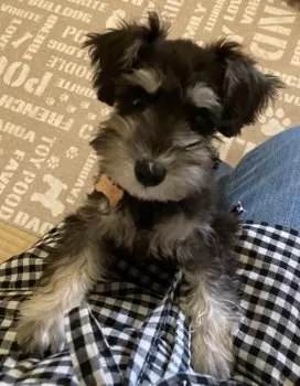たみよ 様のお迎えした子犬