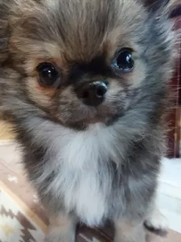 むぎもじ 様のお迎えした子犬