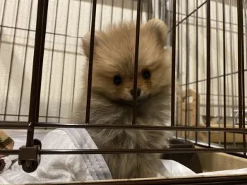 ピコ 様のお迎えした子犬