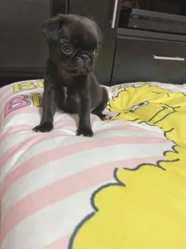 あーみ 様のお迎えした子犬