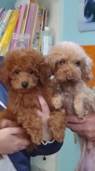 N.K 様のお迎えした子犬