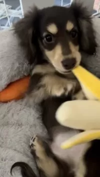 shi 様のお迎えした子犬