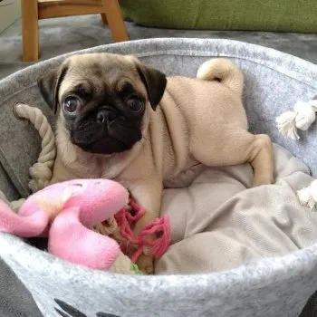 M.T 様のお迎えした子犬