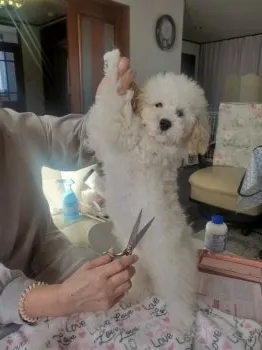 チャーリー 様のお迎えした子犬