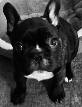 M.A 様のお迎えした子犬