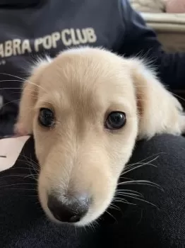 A.M 様のお迎えした子犬