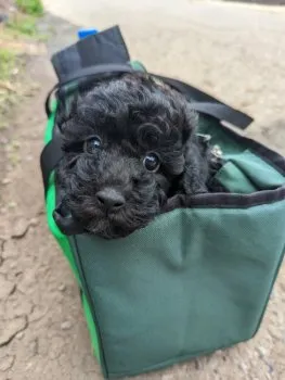 ハマチャン 様のお迎えした子犬