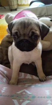 Y.S 様のお迎えした子犬