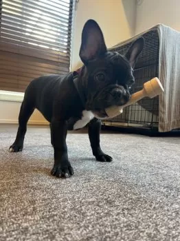 さがわ 様のお迎えした子犬