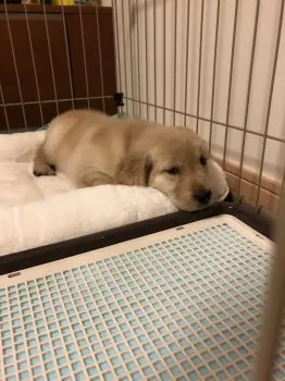 A.N 様のお迎えした子犬