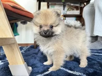 Y.S 様のお迎えした子犬