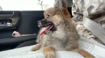 ちー 様のお迎えした子犬