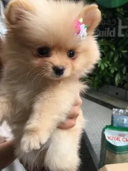 ショコラ 様のお迎えした子犬