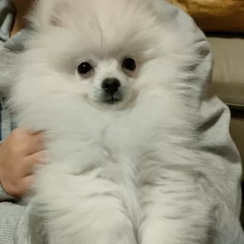 S.W 様のお迎えした子犬