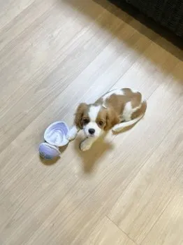 Y.Ｉ 様のお迎えした子犬