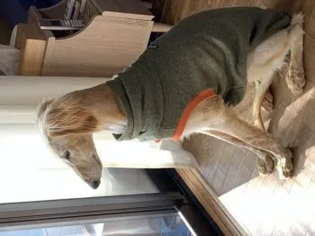 F.Ｉ 様のお迎えした子犬