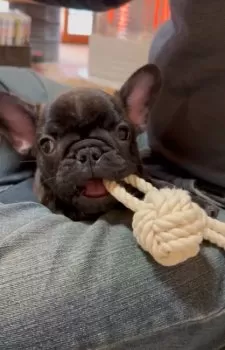 A.M 様のお迎えした子犬