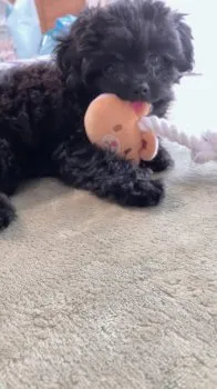 T.K 様のお迎えした子犬