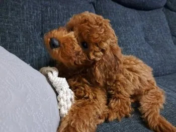 にこママ 様のお迎えした子犬