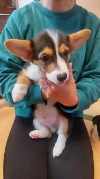 R.N 様のお迎えした子犬