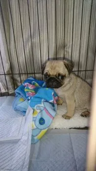 まめぞう 様のお迎えした子犬