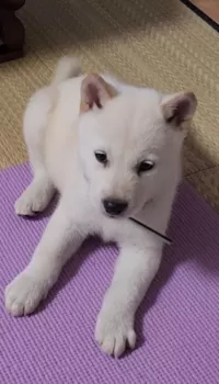 SON 様のお迎えした子犬