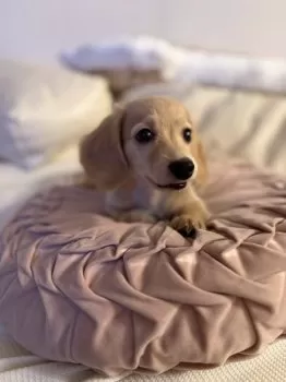 R.Y 様のお迎えした子犬