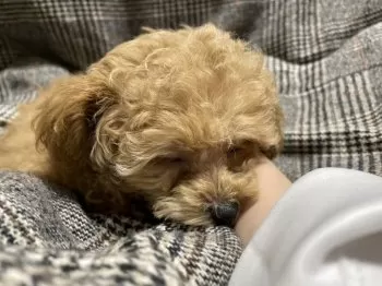 あびねね 様のお迎えした子犬