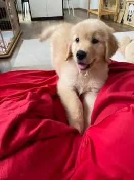 T.H 様のお迎えした子犬