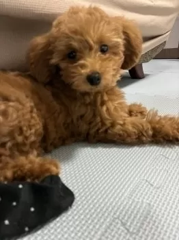 M.H 様のお迎えした子犬