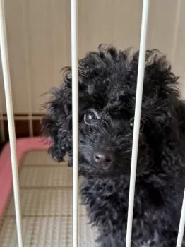 れん 様のお迎えした子犬