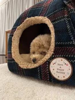 ゴリ 様のお迎えした子犬