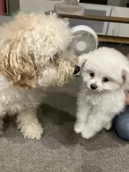 N.Y 様のお迎えした子犬