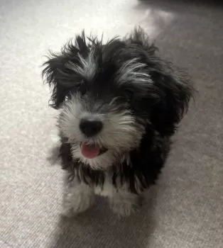 K 様のお迎えした子犬