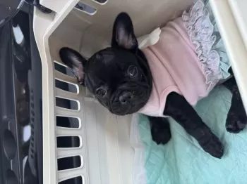 Y.H 様のお迎えした子犬