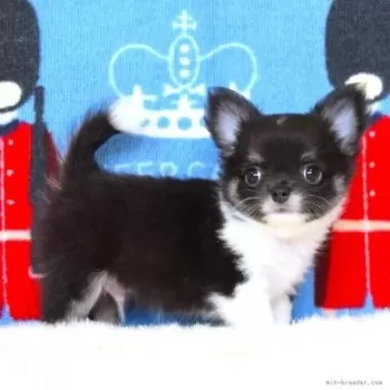 T.Ｉ 様のお迎えした子犬