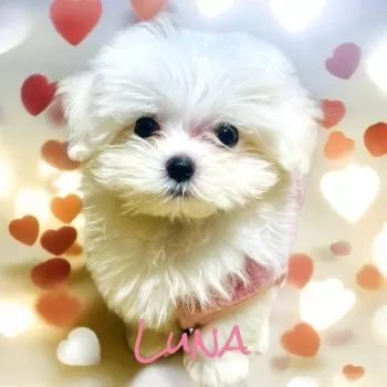 LuNa 様のお迎えした子犬