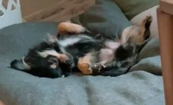 しょう 様のお迎えした子犬