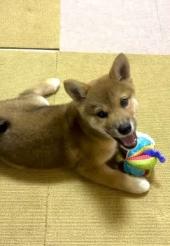 A.I 様のお迎えした子犬