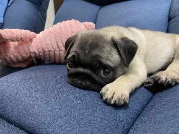 A.N 様のお迎えした子犬