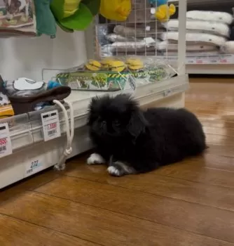 いく 様のお迎えした子犬