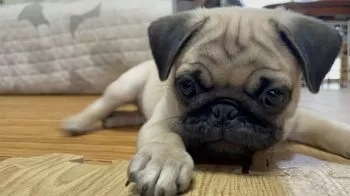 N.T 様のお迎えした子犬