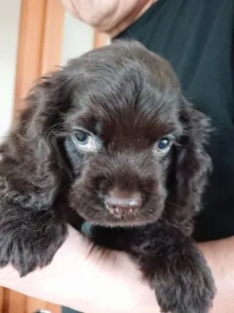 モカ 様のお迎えした子犬