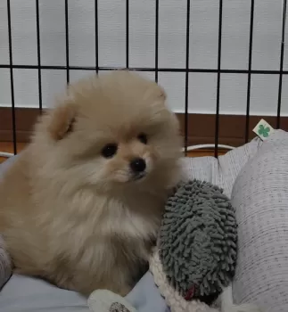 R.M 様のお迎えした子犬