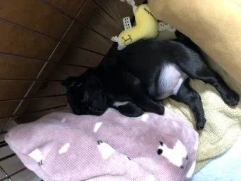 黒大福 様のお迎えした子犬