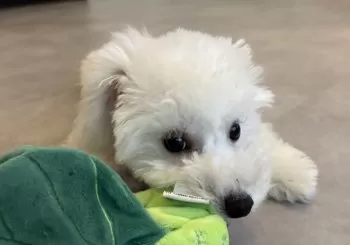 K.I 様のお迎えした子犬