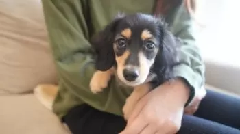 T.E 様のお迎えした子犬